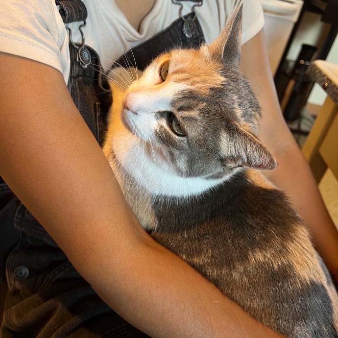 Your Cat's New Favorite Side-Kick