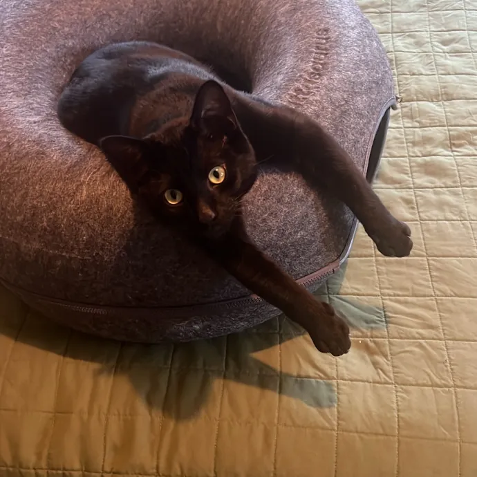 Your Cat's New Favorite Side-Kick photo 3