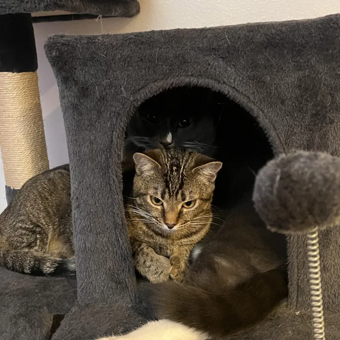 Your Cat's New Favorite Side-Kick photo 2