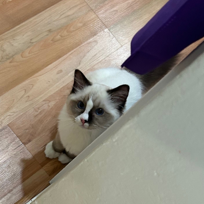 Furry Friend - Cat Meow Sitter photo 2