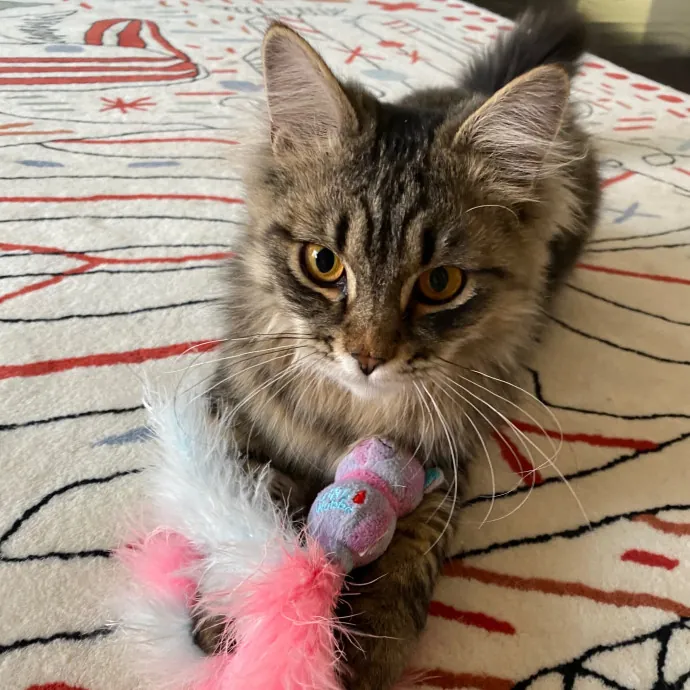 Megan's Expert Cat Sitting