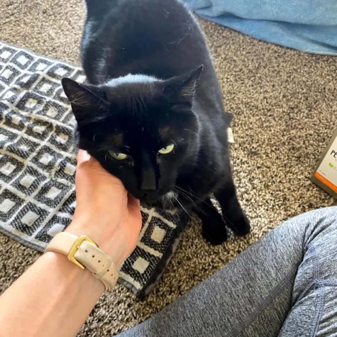 Megan's Expert Cat Sitting