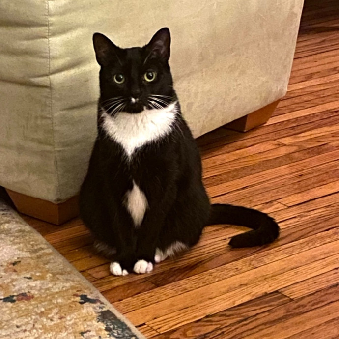 Megan's Expert Cat Sitting