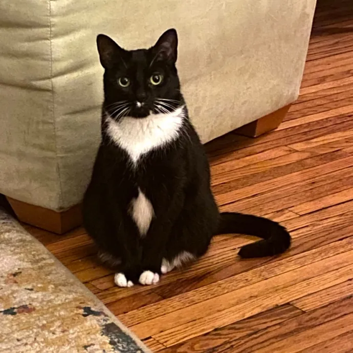 Megan's Expert Cat Sitting