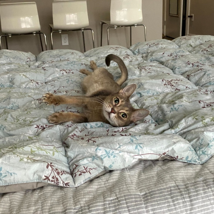 Megan's Expert Cat Sitting