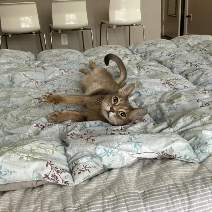 Megan's Expert Cat Sitting photo 4