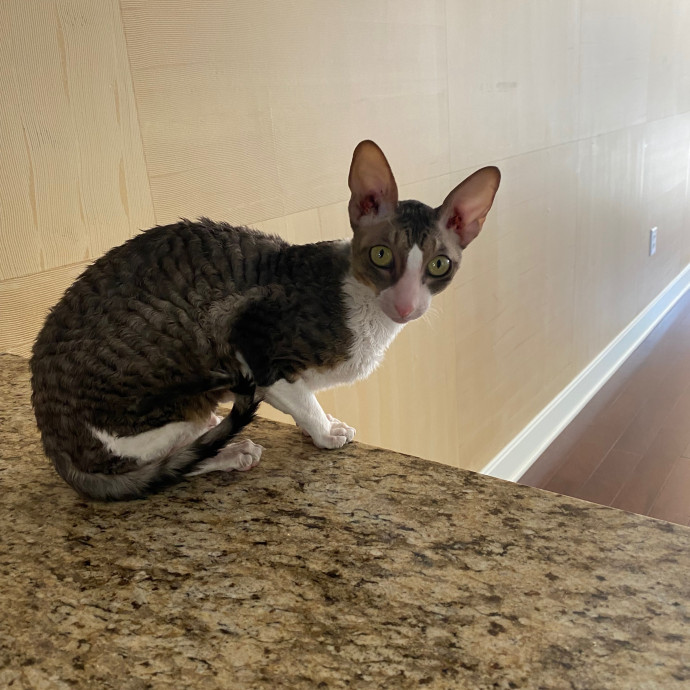 Megan's Expert Cat Sitting