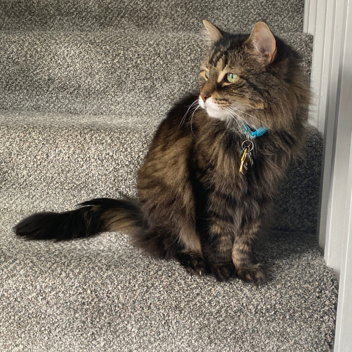 Megan's Expert Cat Sitting