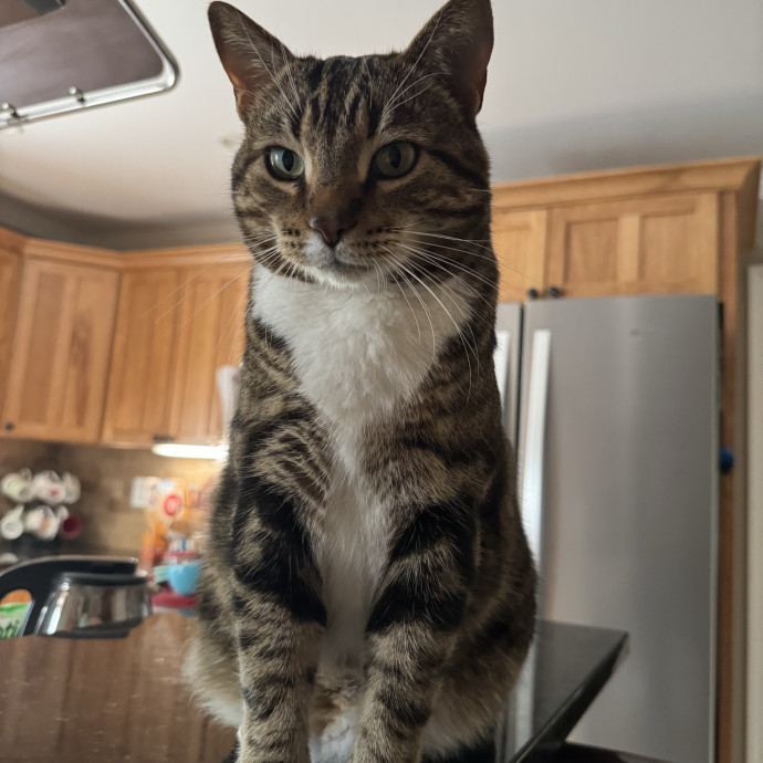 Megan's Expert Cat Sitting