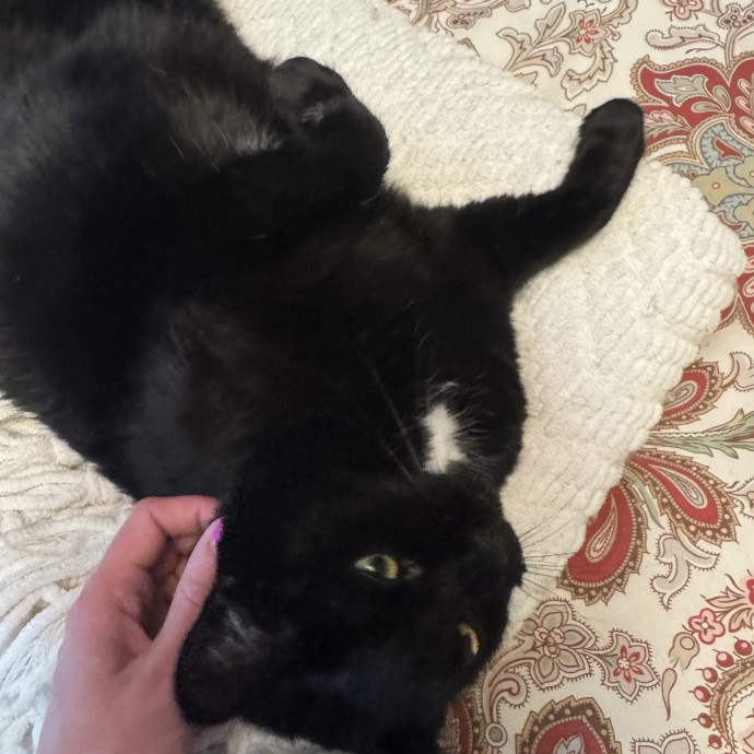 Megan's Expert Cat Sitting photo 3