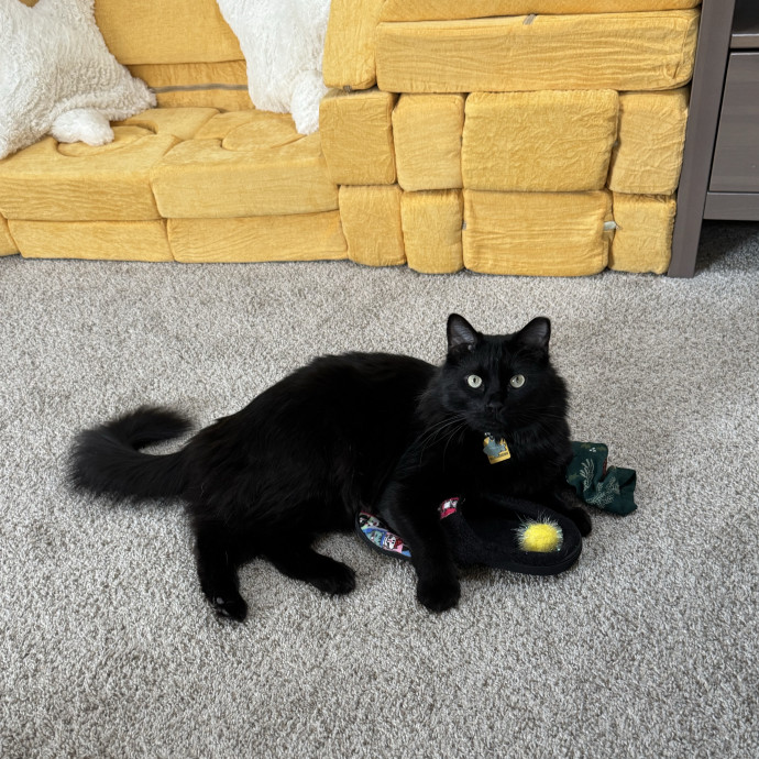 Megan's Expert Cat Sitting photo 2