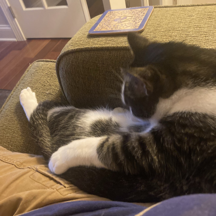 Purrrfect Companion photo 3