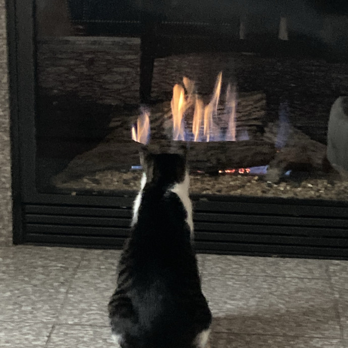 Purrrfect Companion photo 2