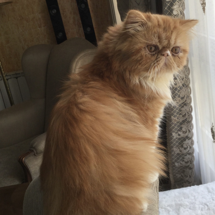 Experienced Cat Sitter 