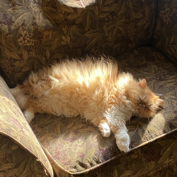 Experienced Cat Sitter 