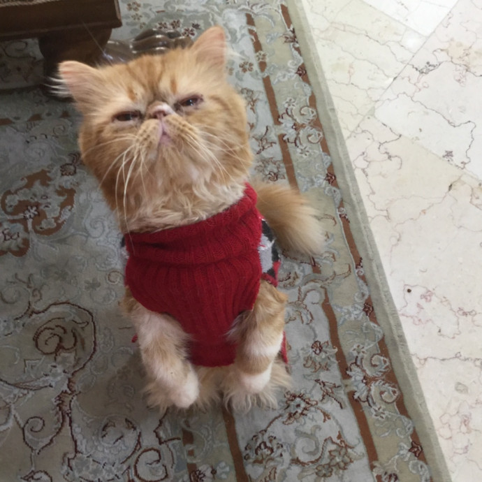 Experienced Cat Sitter  photo 3