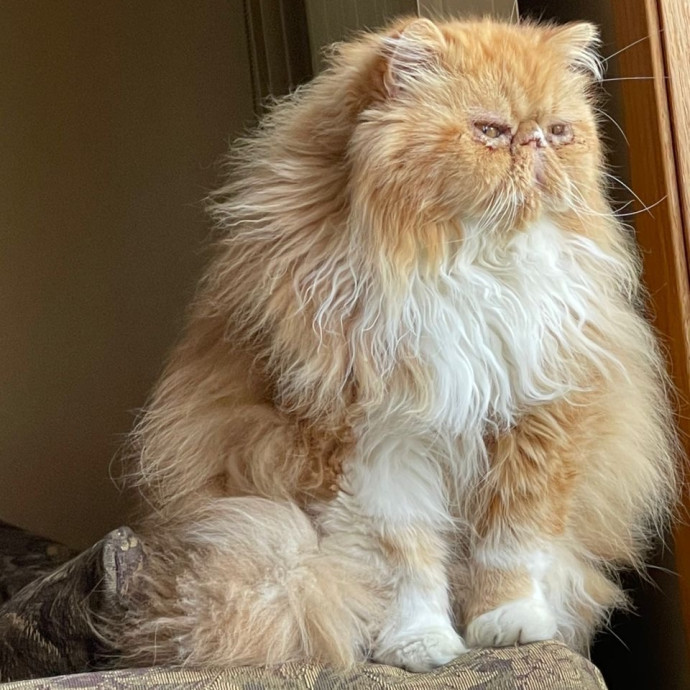 Experienced Cat Sitter  photo 2