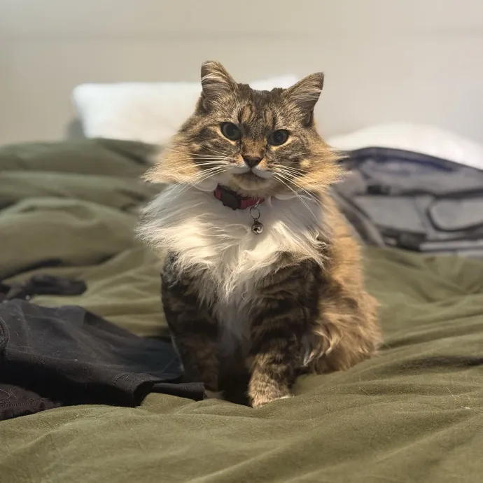 Professional Cat Spoiler