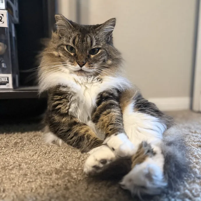 Professional Cat Spoiler