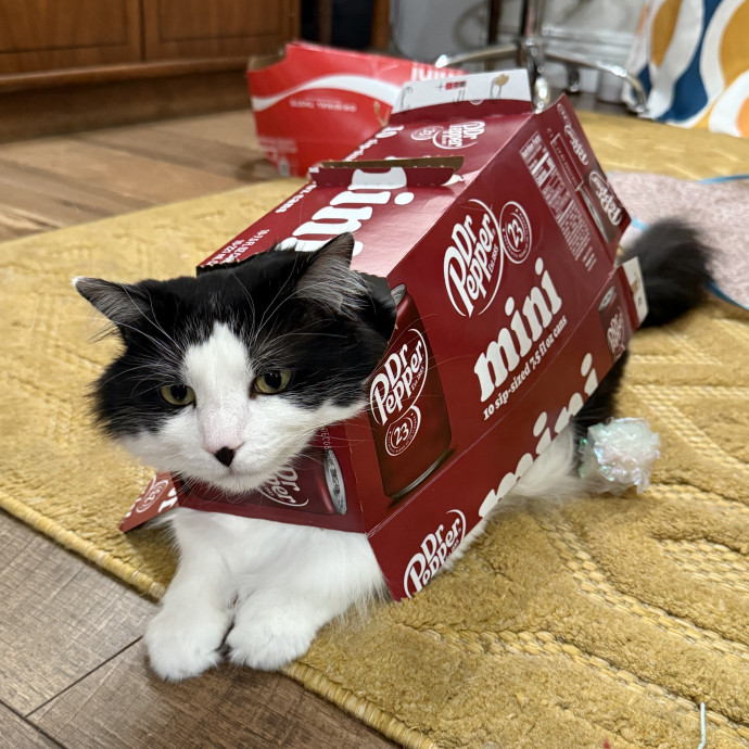 Professional Cat Spoiler