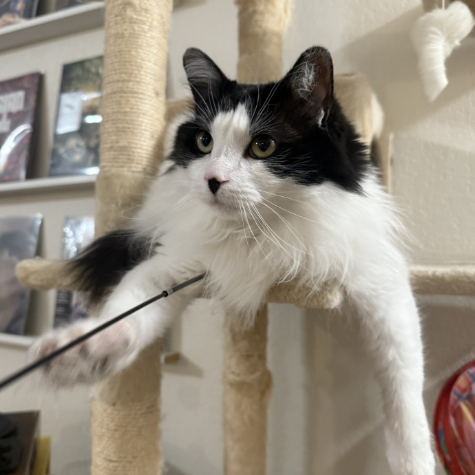Professional Cat Spoiler photo 3