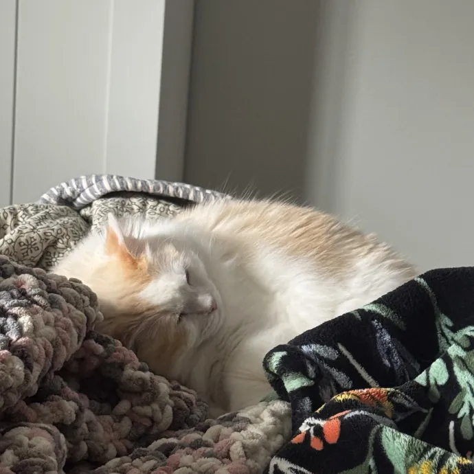 Your Cat's Favorite Auntie