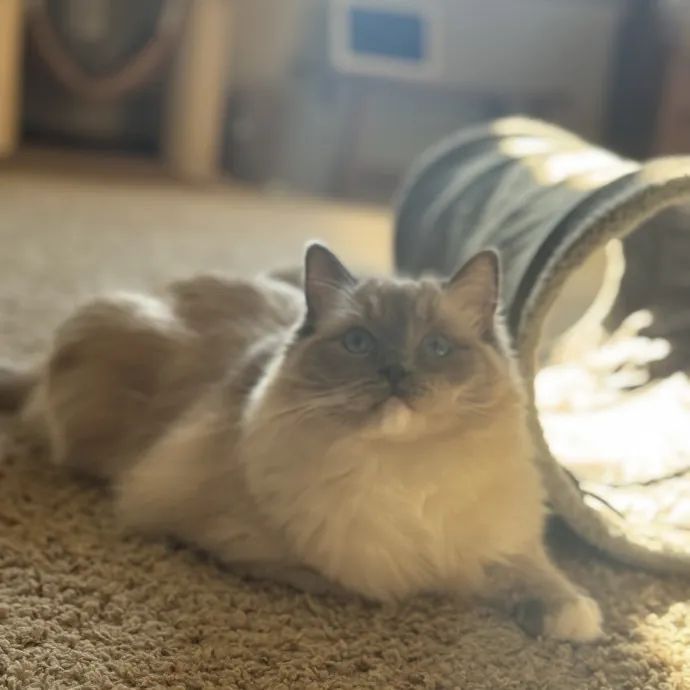 Your Cat's Favorite Auntie