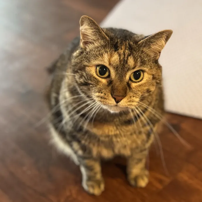 Your Cat's Favorite Auntie