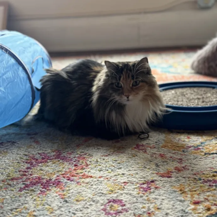 Your Cat's Favorite Auntie