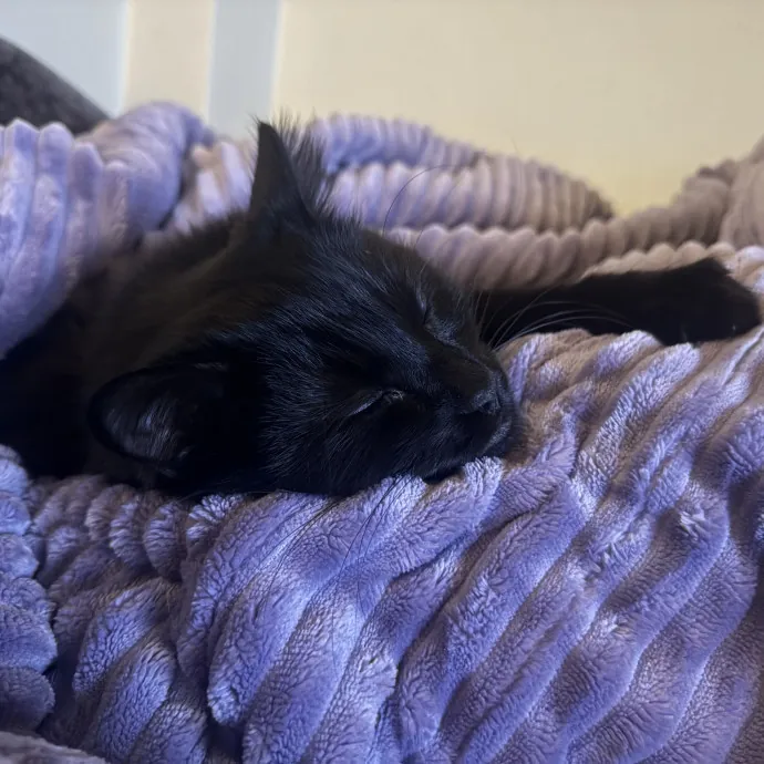 Your Cat's Favorite Auntie