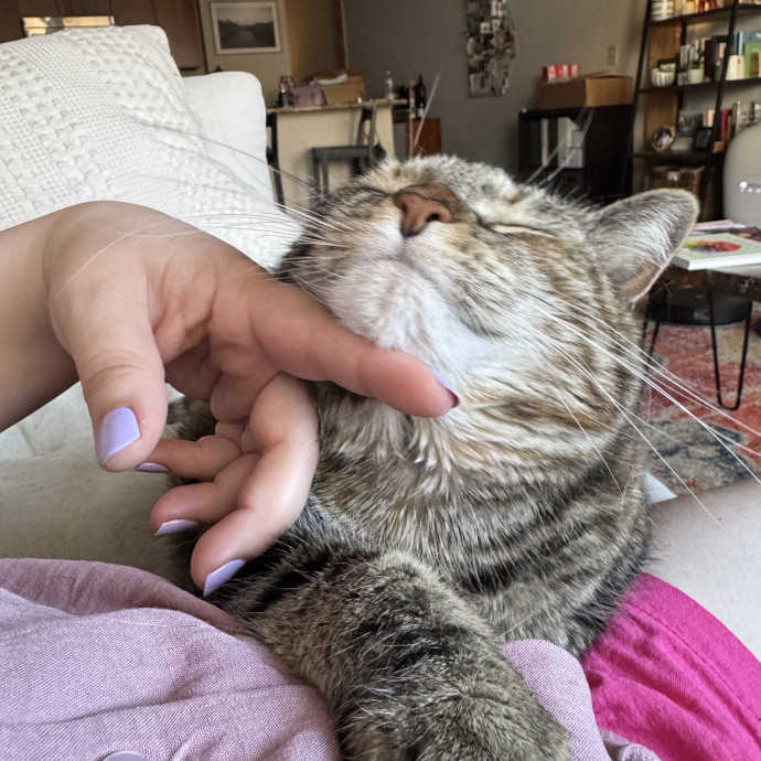 Your Cat's Favorite Auntie