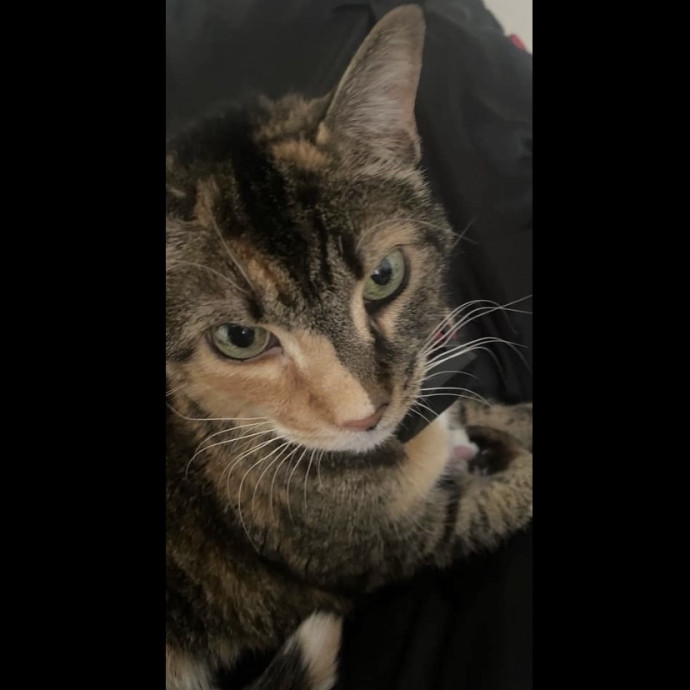 Whisker Watcher  Dedicated Cuddle Buddy