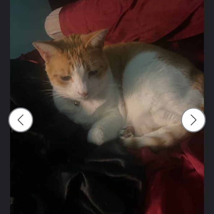 Whisker Watcher  Dedicated Cuddle Buddy