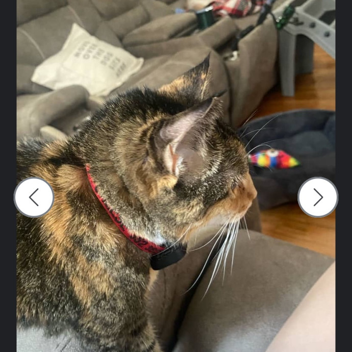Whisker Watcher  Dedicated Cuddle Buddy