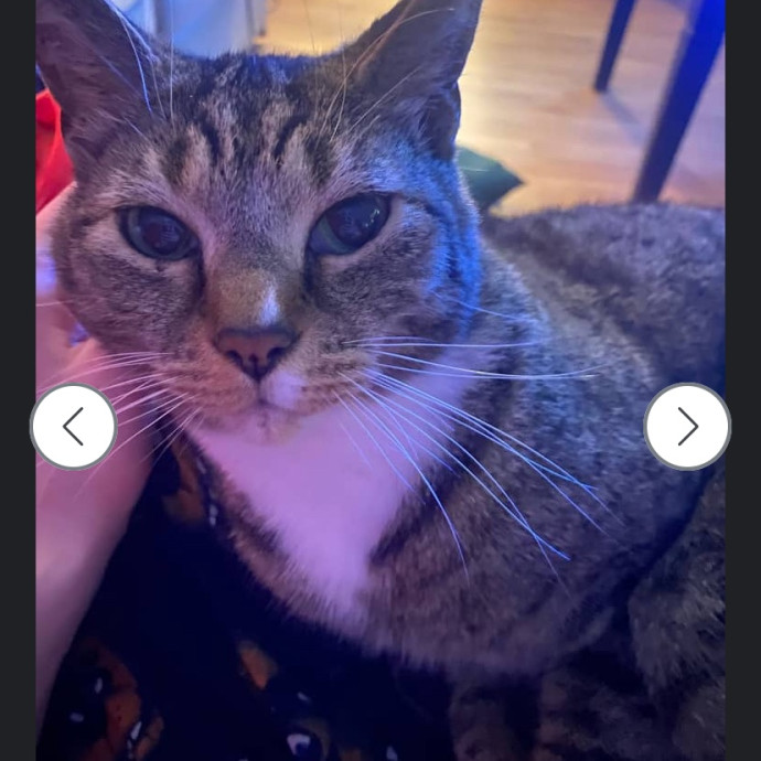 Whisker Watcher  Dedicated Cuddle Buddy