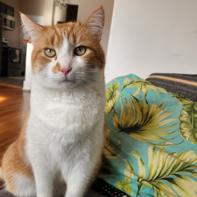 Meow From Home