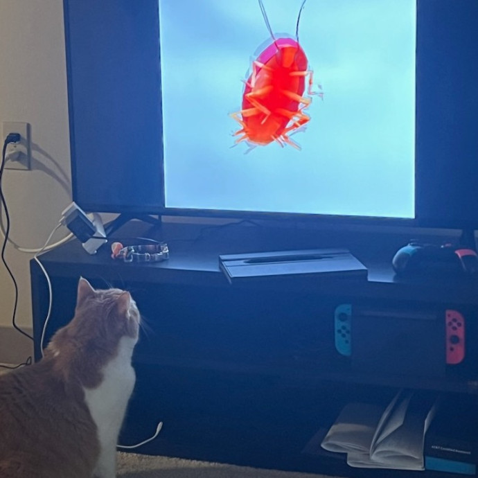 Meow From Home