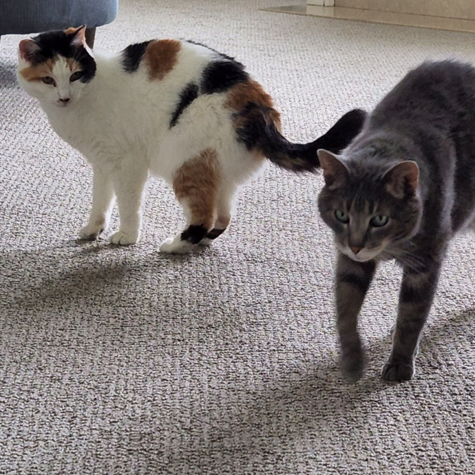 Meow From Home
