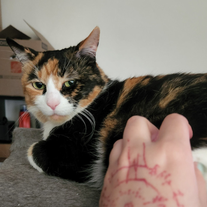 Meow From Home