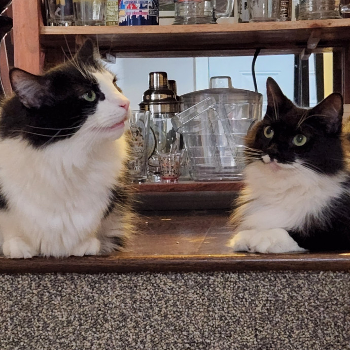 Meow From Home