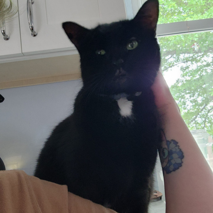 Meow From Home