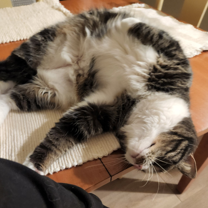 Meow From Home photo 3