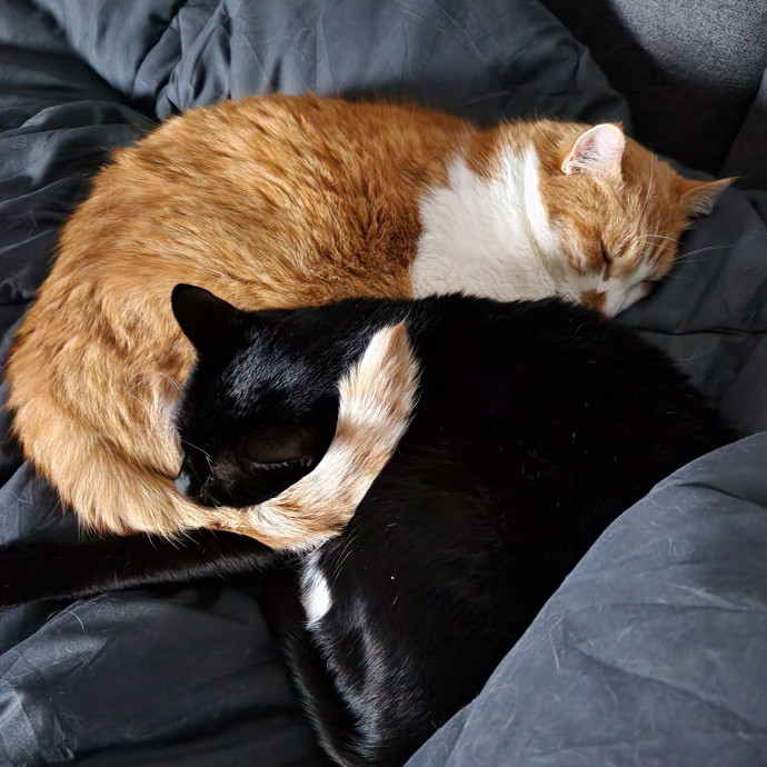 Meow From Home photo 2