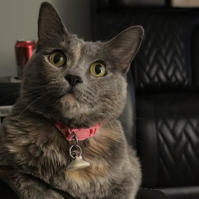Wendy's Whisker Watchers