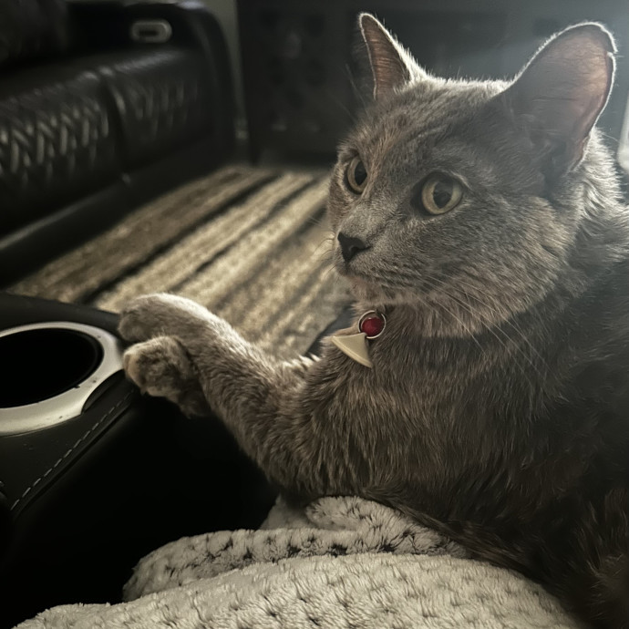 Wendy's Whisker Watchers photo 2