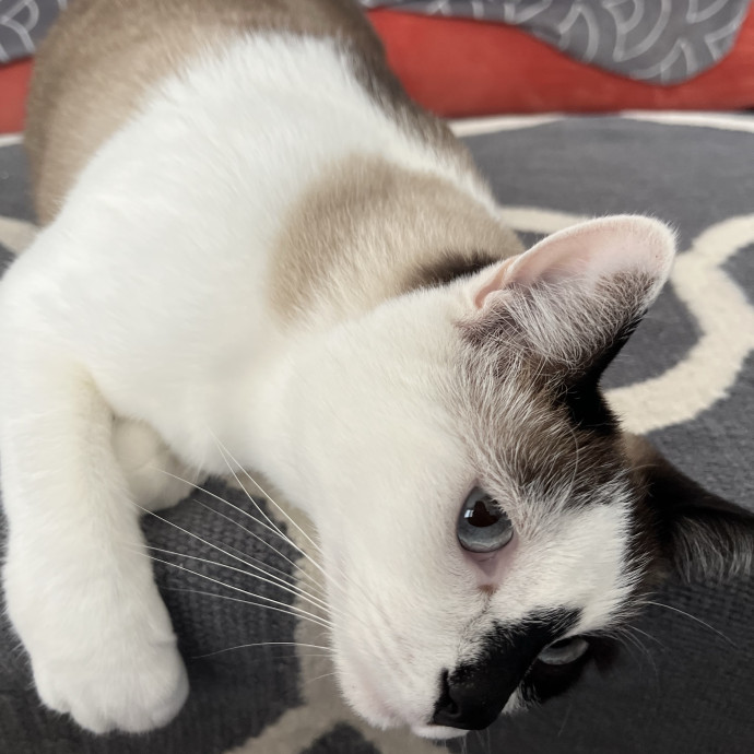 Happy Cats Cozy Naps And Lots Of Love