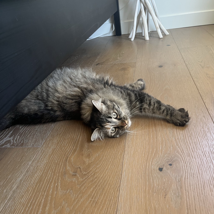 Happy Cats Cozy Naps And Lots Of Love photo 3