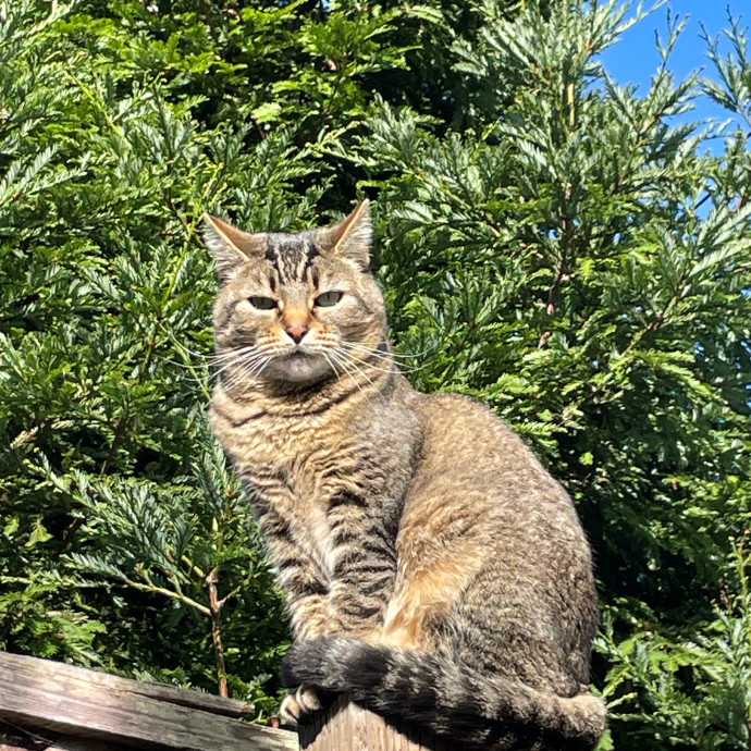 London Bus Cat Sitting