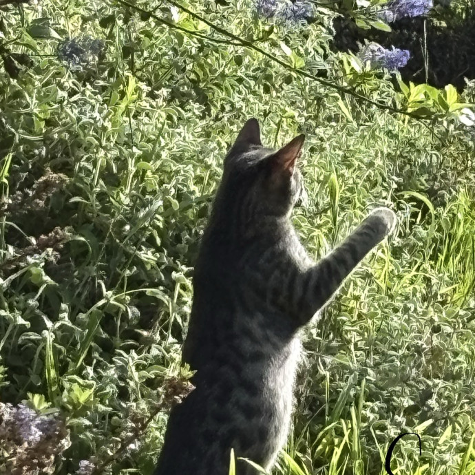 London Bus Cat Sitting