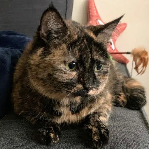 David's Cat Care - Bay Area Peninsula photo 3